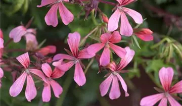 Zum Vergrößern klicken Bildvorschau