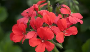 Zum Vergrößern klicken Bildvorschau