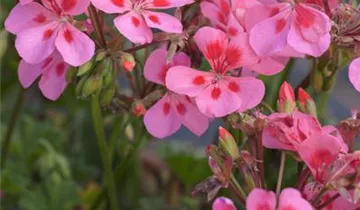 Zum Vergrößern klicken Bildvorschau