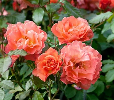 Strauchrose 'Westerland'®