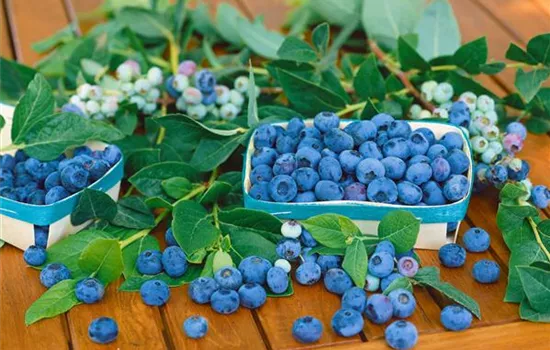Heidelbeere 'Bluegold' Heidelbeere 'Bluegold'