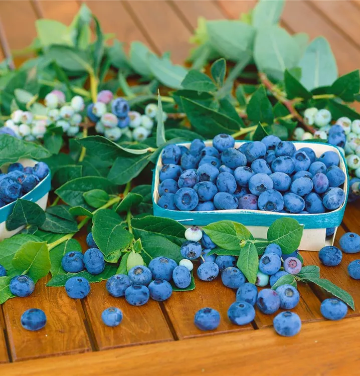 Heidelbeere 'Bluegold' Heidelbeere 'Bluegold'