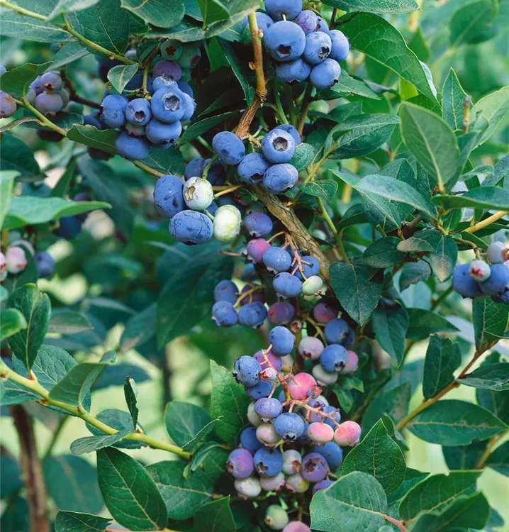 Heidelbeere 'Brigitta Blue' Heidelbeere 'Brigitta Blue'