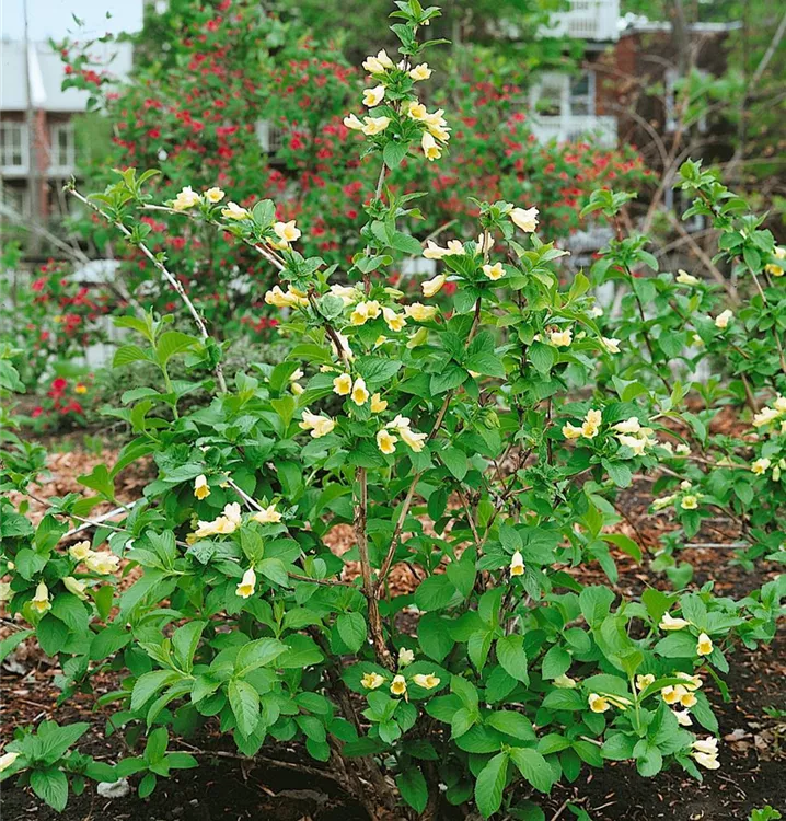 Gelbblütige Weigelie