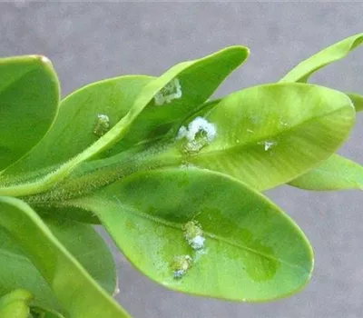 Buchsbaumblattsauger oder Buchsbaumblattfloh