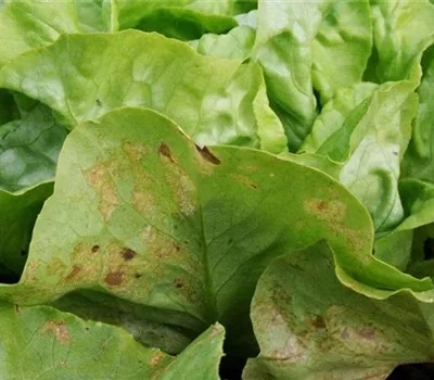 Falscher Mehltau an Salat