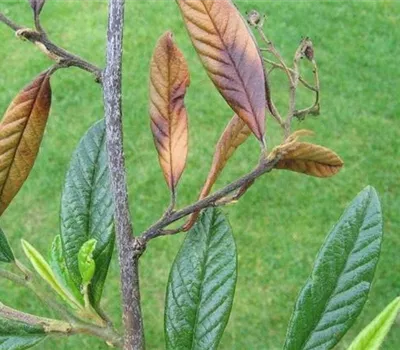 Feuerbrand an Felsenmispeln