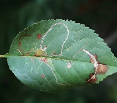Schlangenminiermotte an Sauerkirschen