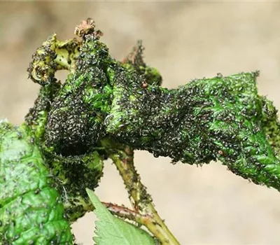 Schwarze Kirschenblattlaus an Sauerkirschen