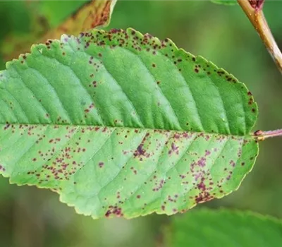 Sprühfleckenkrankheit bei Sauerkirschen