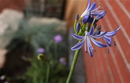 Afrikanische Schmucklilie - Einpflanzen im Garten