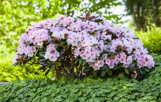 Der Rhododendron – der Strauch mit den prächtigen Blüten