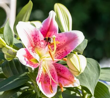 Beim Sommerzwiebeln pflanzen ein paar Dinge bedenken!