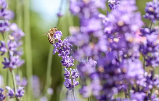 Bienenfreundliche Sommerblumen – ein Büffet für Biene und Co.