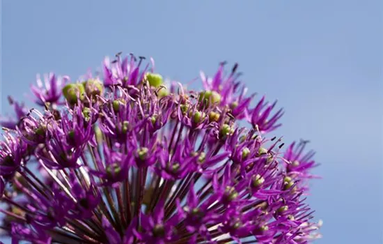 Essbare Blüten machen immer mehr Furore