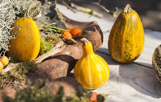 Es wird bunt! Herbst-Deko im Haus