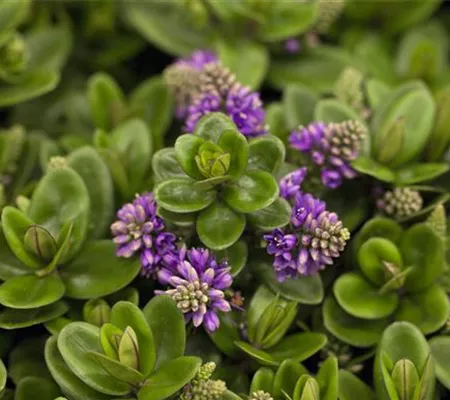 Die Strauchveronika – eine erstaunliche Entwicklung