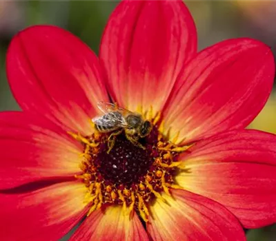 Dahlien – die Blühwunder im Hochsommer