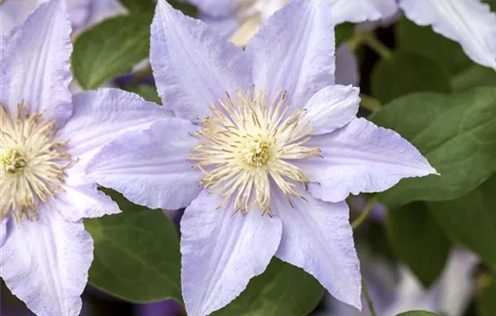 Clematis und Rosen gemeinsam pflanzen