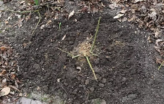 Beetrosen - Zurückschneiden im Frühling