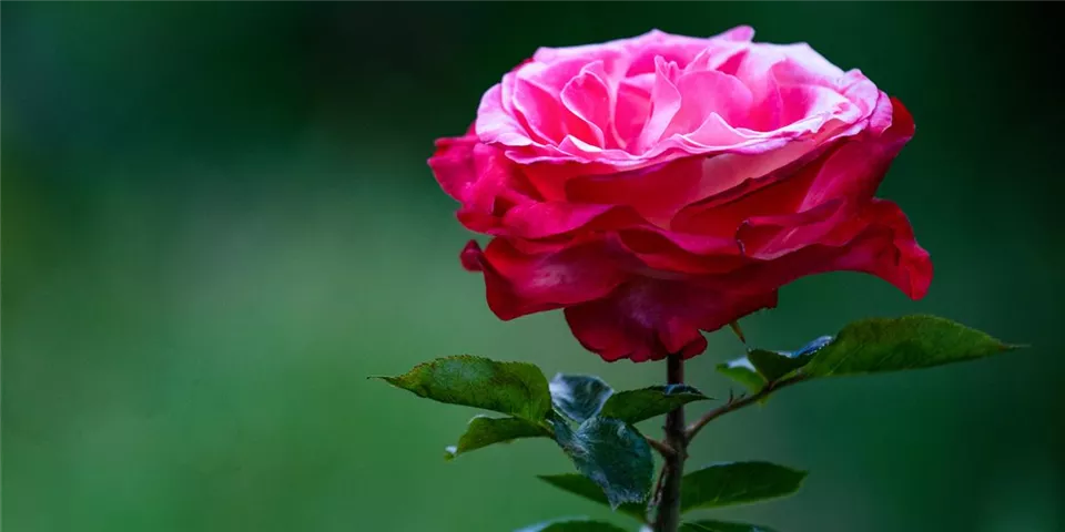 Edelrose zweifarbig im Garten