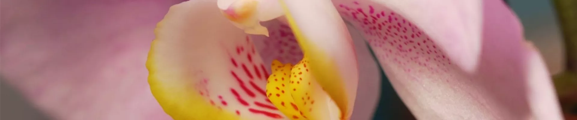 Zimmerpflanzenportrait Orchidee (Thumbnail).jpg Zimmerpflanzenportrait Orchidee (Thumbnail).jpg