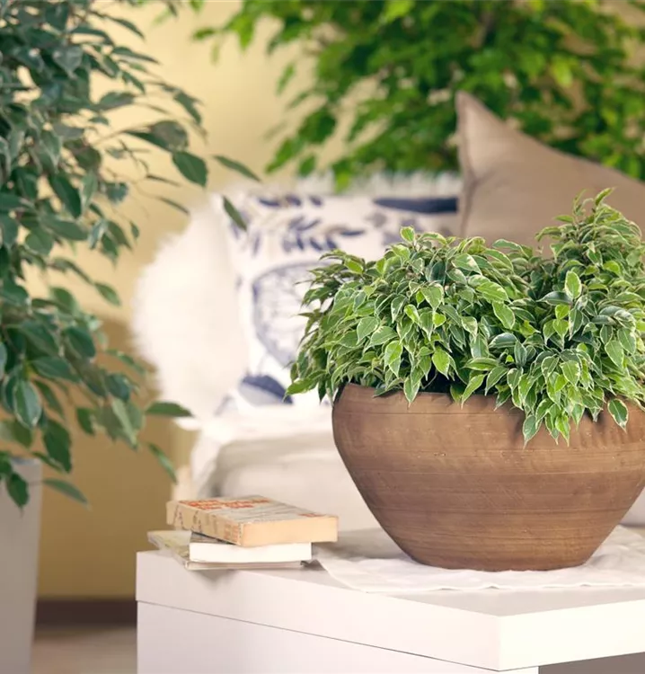 Birken-Feige 'Kinky'