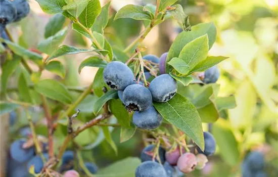 Heidelbeeren pflanzen und pflegen leicht gemacht Heidelbeeren pflanzen und pflegen leicht gemacht