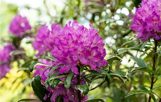 Immer gut in Form – Rhododendron zurückschneiden