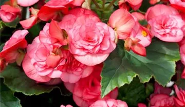 Zum Vergrößern klicken Bildvorschau