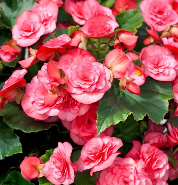 Begonie 'Solenia' Begonie 'Solenia'