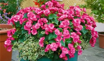 Zum Vergrößern klicken Bildvorschau