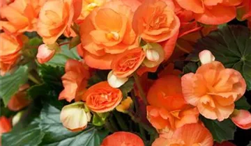 Zum Vergrößern klicken Bildvorschau