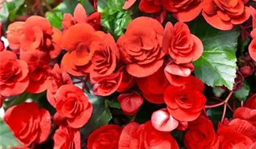 Zum Vergrößern klicken Bildvorschau