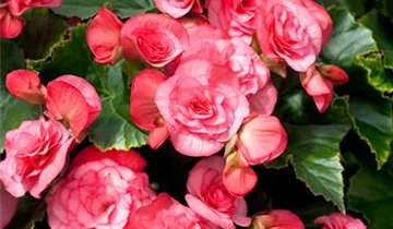 Zum Vergrößern klicken Bildvorschau