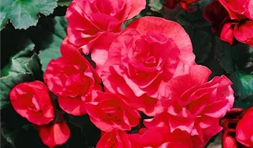 Zum Vergrößern klicken Bildvorschau