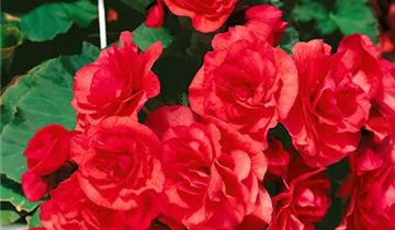 Zum Vergrößern klicken Bildvorschau