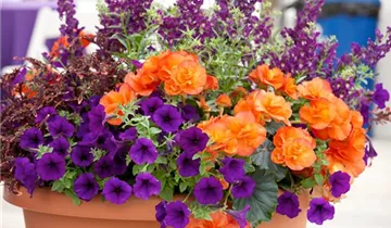 Zum Vergrößern klicken Bildvorschau