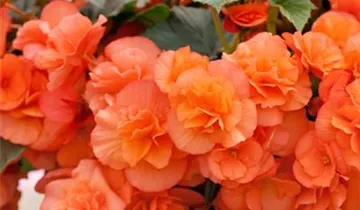 Zum Vergrößern klicken Bildvorschau