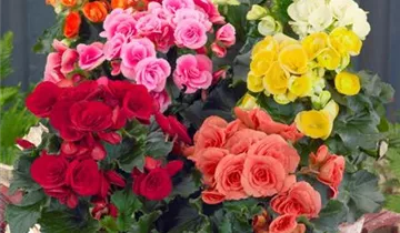 Zum Vergrößern klicken Bildvorschau