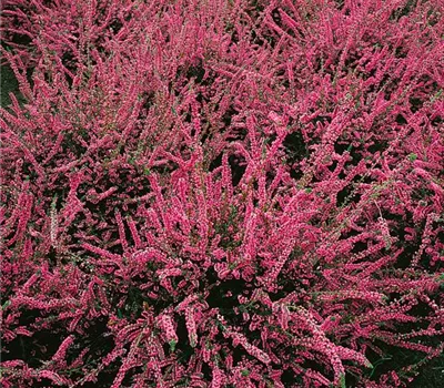 Besenheide 'Red Pimpernel'