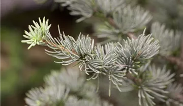 Zum Vergrößern klicken Bildvorschau