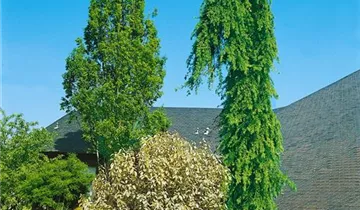 Zum Vergrößern klicken Bildvorschau