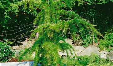 Zum Vergrößern klicken Bildvorschau