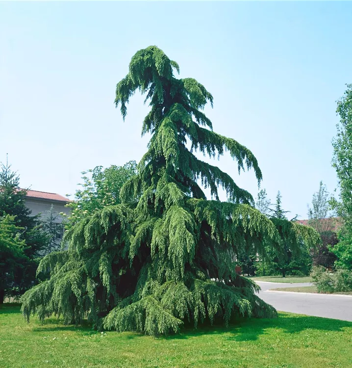 Hänge-Himalaya-Zeder 'Pendula' Hänge-Himalaya-Zeder 'Pendula'
