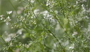 Zum Vergrößern klicken Bildvorschau