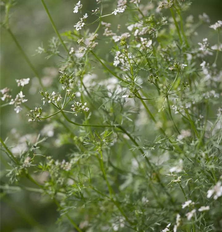 Koriander 'Caribe' Koriander 'Caribe'