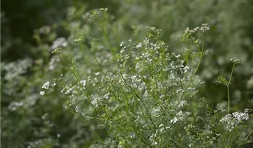 Zum Vergrößern klicken Bildvorschau