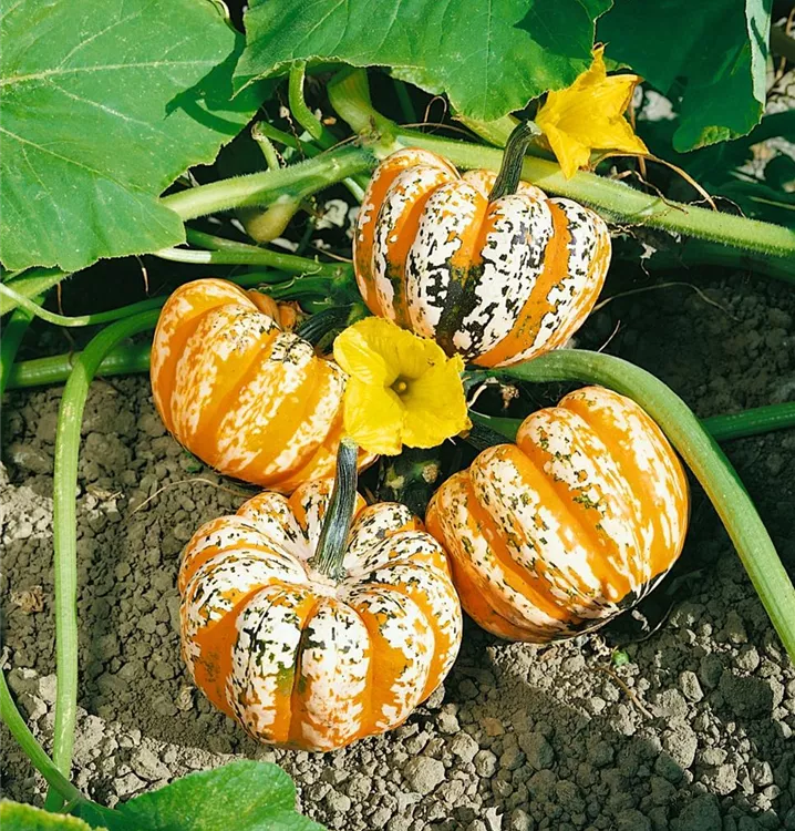 Kürbis 'Festival' Kürbis 'Festival'