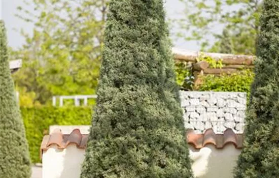 Säulen-Arizona-Zypresse 'Fastigiata' Säulen-Arizona-Zypresse 'Fastigiata'